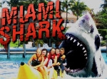 Jeu Miami Shark